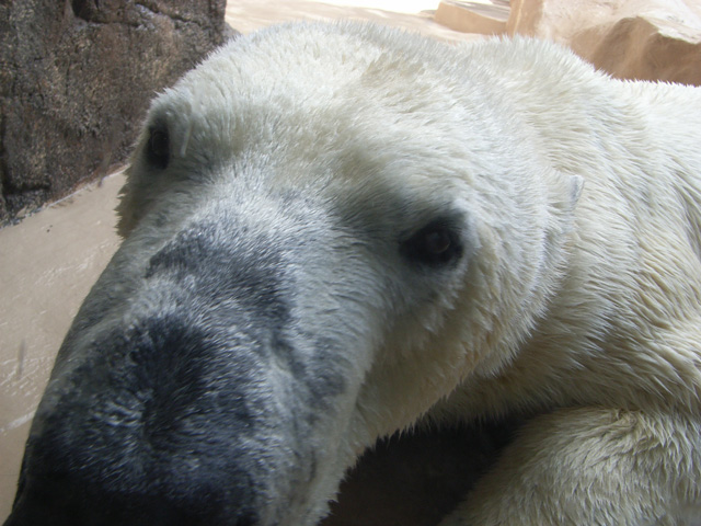 シロクマ2日本平動物園ロッシー2011｜ホッキョクグマと三角コーン